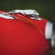 Illustration for article titled This Monarch Convertible Is A Mercury By Another Name